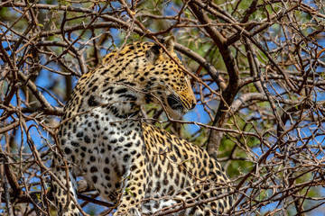 Leopard in a tree