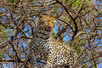 Leopard in a tree