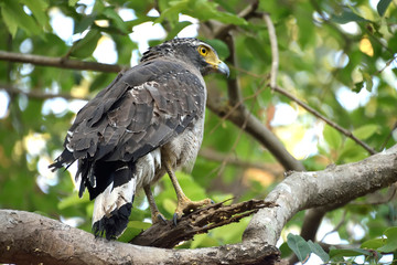 Jim corbett Tiger reserve forest, india