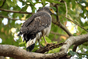 Jim corbett Tiger reserve forest, india