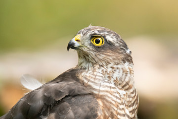 Sparrow hawk, Accipiter nisus