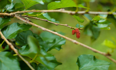 Organic Mulberry fruit tree and green leaves. Black ripe and red unripe mulberries on the branch of tree. Red purple mulberries on tree.fresh mulberry provides fiber and nutrients highly beneficial.