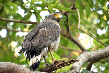 Jim corbett Tiger reserve forest, india