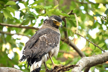 Jim corbett Tiger reserve forest, india