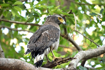 Jim corbett Tiger reserve forest, india