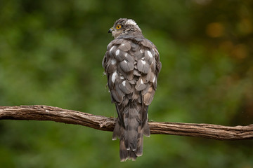 Sparrow hawk, Accipiter nisus