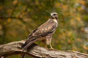 Sparrow hawk, Accipiter nisus