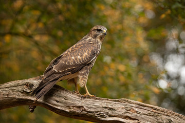 Sparrow hawk, Accipiter nisus