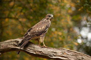 Sparrow hawk, Accipiter nisus