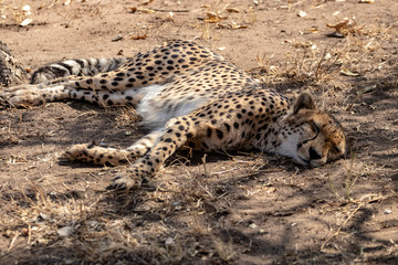 leopard resting on the ground