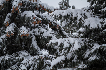 Snow covered fir branch, winter in a city park