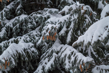 Branch of spruce with cones covered with snow
