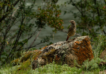 bird of Altay ( Russia)