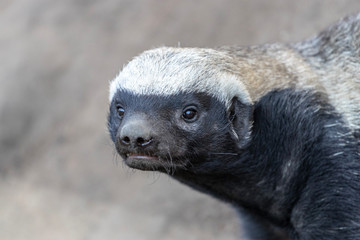 Black and White Honey Badger © Llewellyn