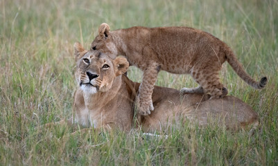 Fototapeta na wymiar Lion cub standing on mother