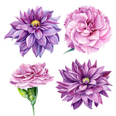 Obraz premium set of beautiful carnation and purple dahlia flowers on an isolated white background, watercolor illustration