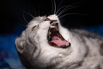 a lop-eared cat lies on a bedspread with a blue backlit background and yawns