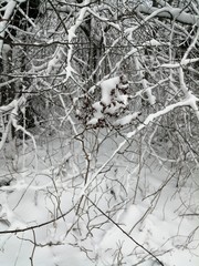 frozen branches in snow