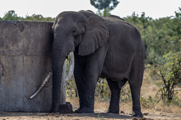 Fototapeta na wymiar elephant resting 
