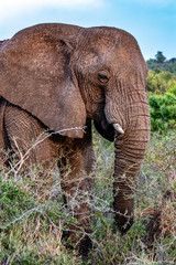 Elephant in in Bush