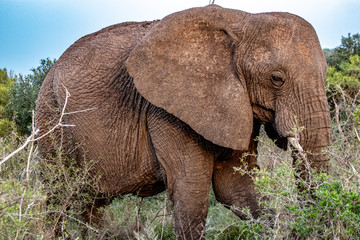 Naklejka na ściany i meble Elephant in in Bush