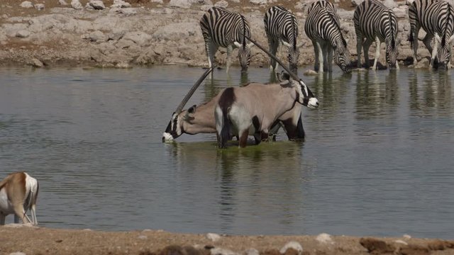 African animals at a watering place