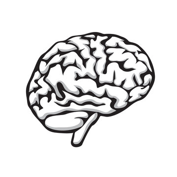 Human brain on a white isolated background. Vector image