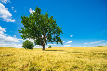 Agricultural Landscape with Solitary Oak Trees under Blue Sky in Field of Barley