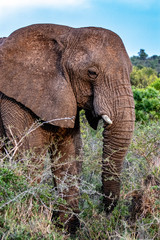 Elephant in in Bush