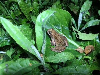 Obraz premium A brown frog sits on a large leaf in the green grass. Close-up photo from a mobile phone under the light of a lantern after sunset.