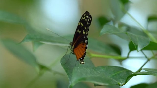Tiger longwing Butterfly, Heliconius hecale relaxing on a leaf. ProRes 10 Bit Mov.