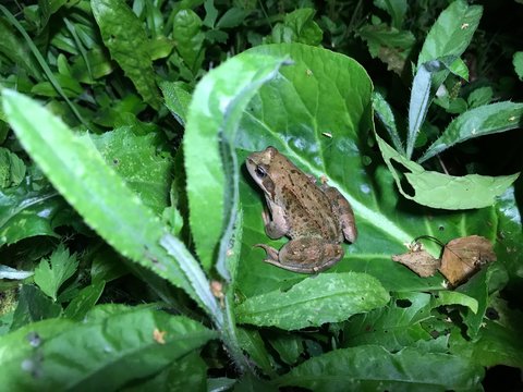 A brown frog sits on a large leaf in the green grass. Close-up photo from a mobile phone under the light of a lantern after sunset.