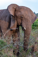 Fototapeta premium Elephant in in Bush