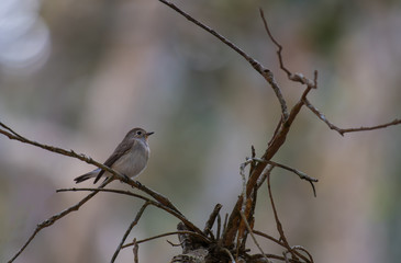 Taiga Flycatcher on branch in nature.