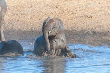 A Baby African Elephant -Loxodonta Africana- is taking a bath in a waterhole in Etosha National Park, Namibia.
