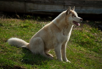 Siberian husky is a breed of dog, characterized by thick hair and the eyes with the enchanting beauty of various colors.