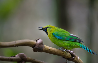 Blue-winged Leafbird on branch in nature.