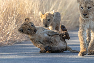 Lion Cubs on road