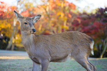 Nara park Deer  奈良公園　シカ