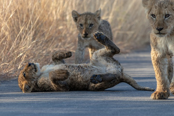 Lion Cubs on road