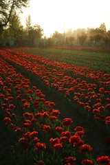 Tulip fields at the sunset