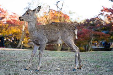 Nara park Deer  奈良公園　シカ