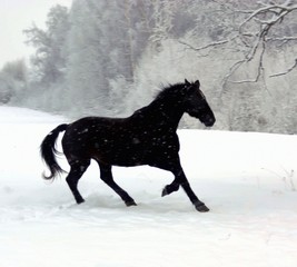 Fototapeta na wymiar A black horse runs on white snow