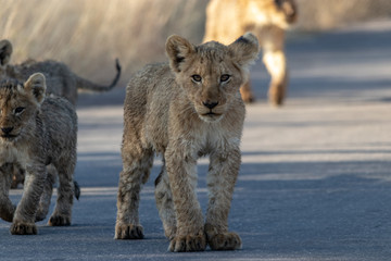 Lion Cubs on road