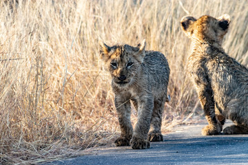 Lion cub on road