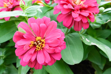 Pink Zinnia elegans flower in the field.