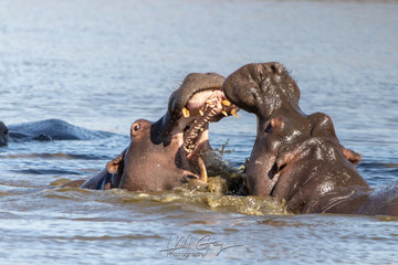 Fototapeta premium Hippopotomus fighting in the water