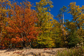 Fototapeta premium autumn in the park on sunny day