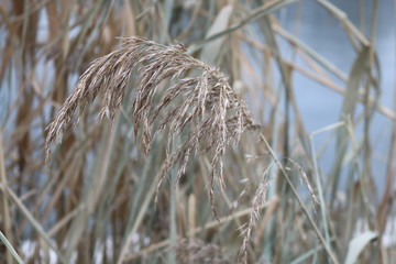 Dry grass blade close - up on the background of snow-covered straw and blue water.