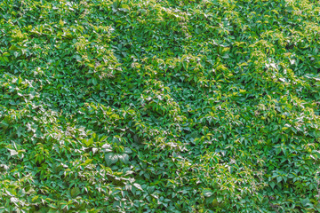 Green ivy cover on the sloping wall. Urban design. City decorative element.